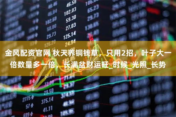 金风配资官网 秋天养铜钱草，只用2招，叶子大一倍数量多一倍，长满盆财运旺_时候_光照_长势